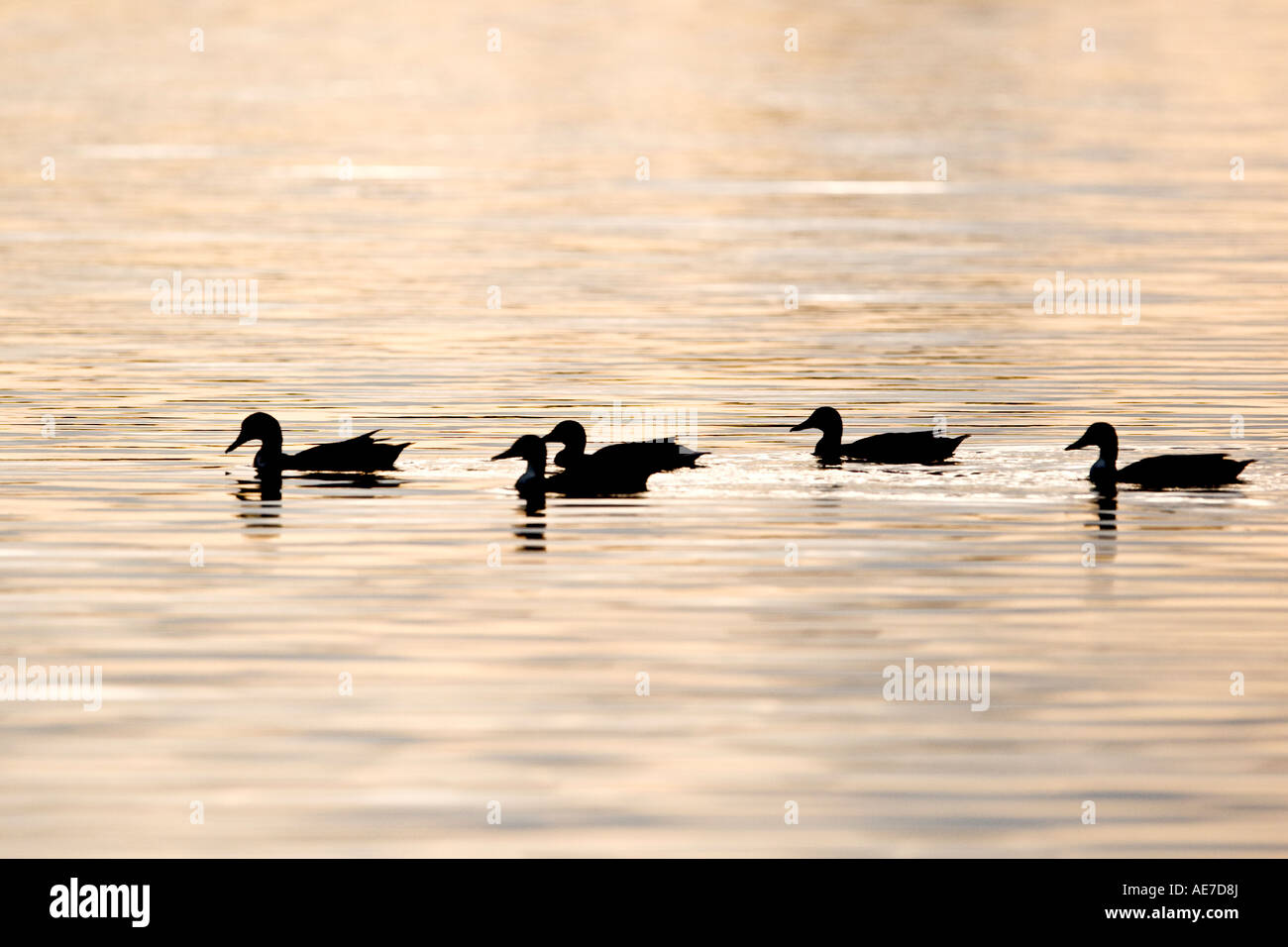 Les canards colvert Anas platyrhynchos natation sur le lac à Priory park Bedford Bedfordshire dans lumière du soir Banque D'Images