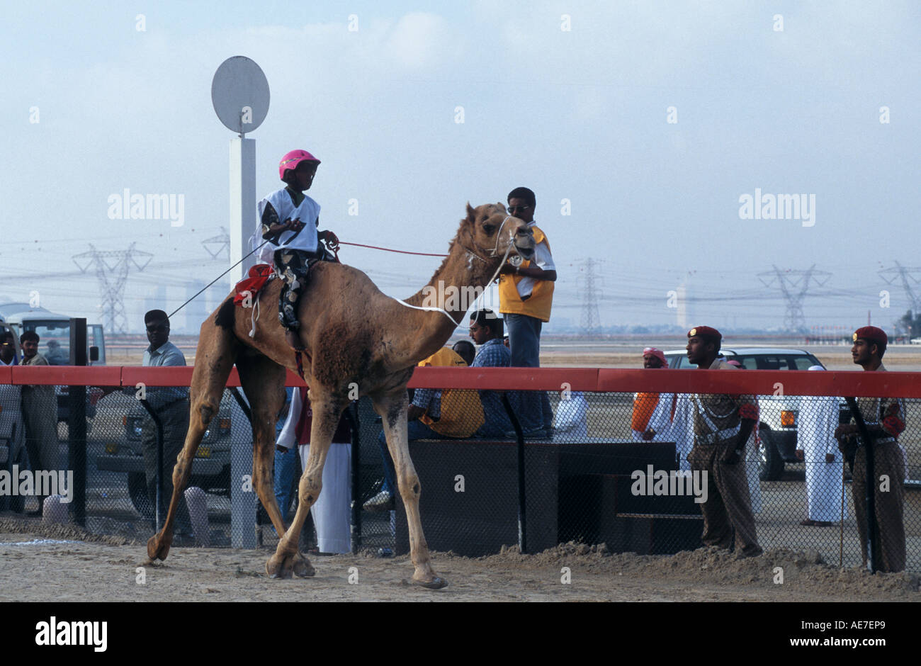 Les courses de chameaux.Le Gagnant venant adoptée au poteau.Dubaï Nad Al Sheba Race Course.U.A.E. Banque D'Images