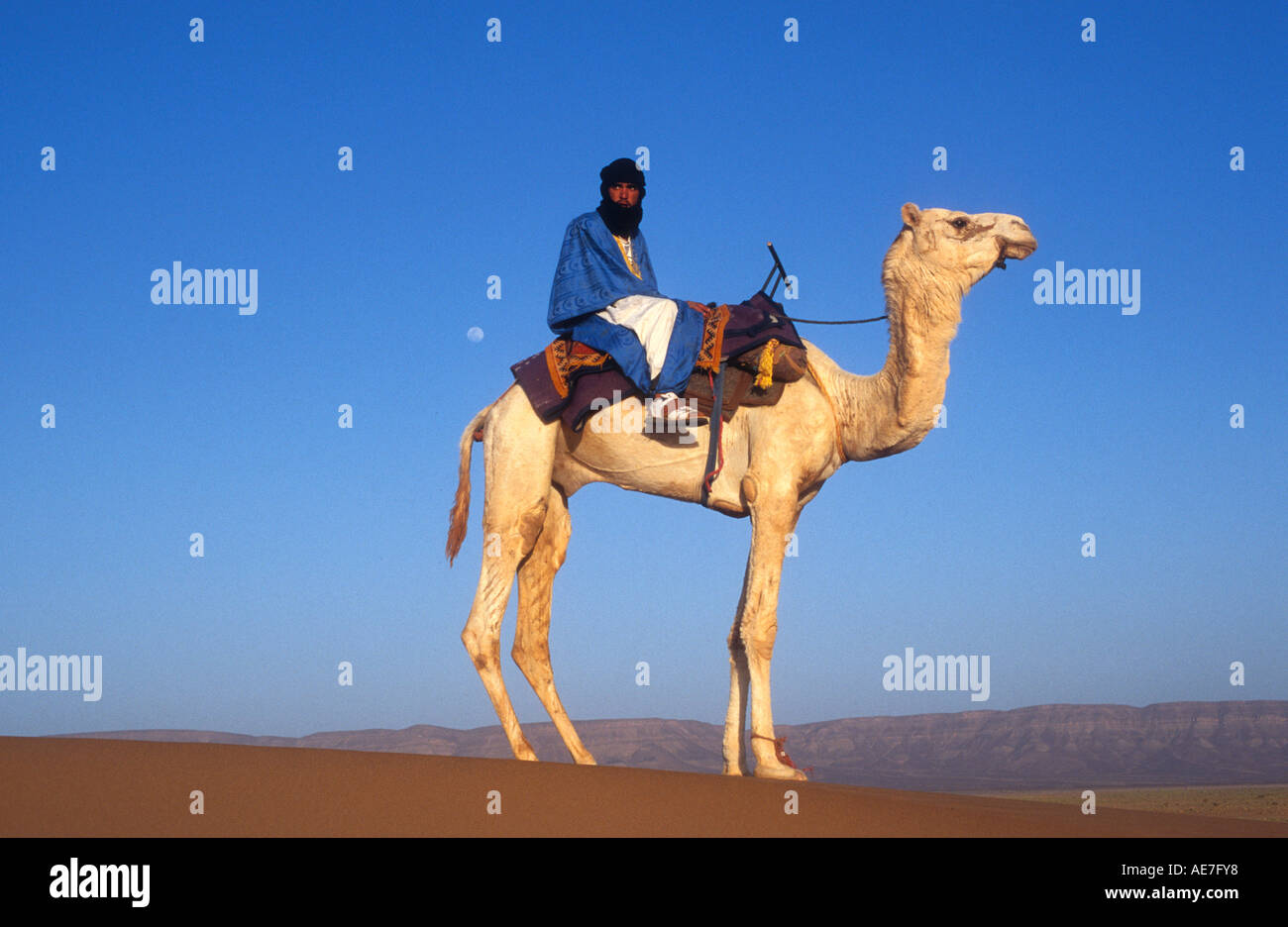 Le touareg,Chameau désert du Sahara, Tinfou.Maroc.Afrique Banque D'Images