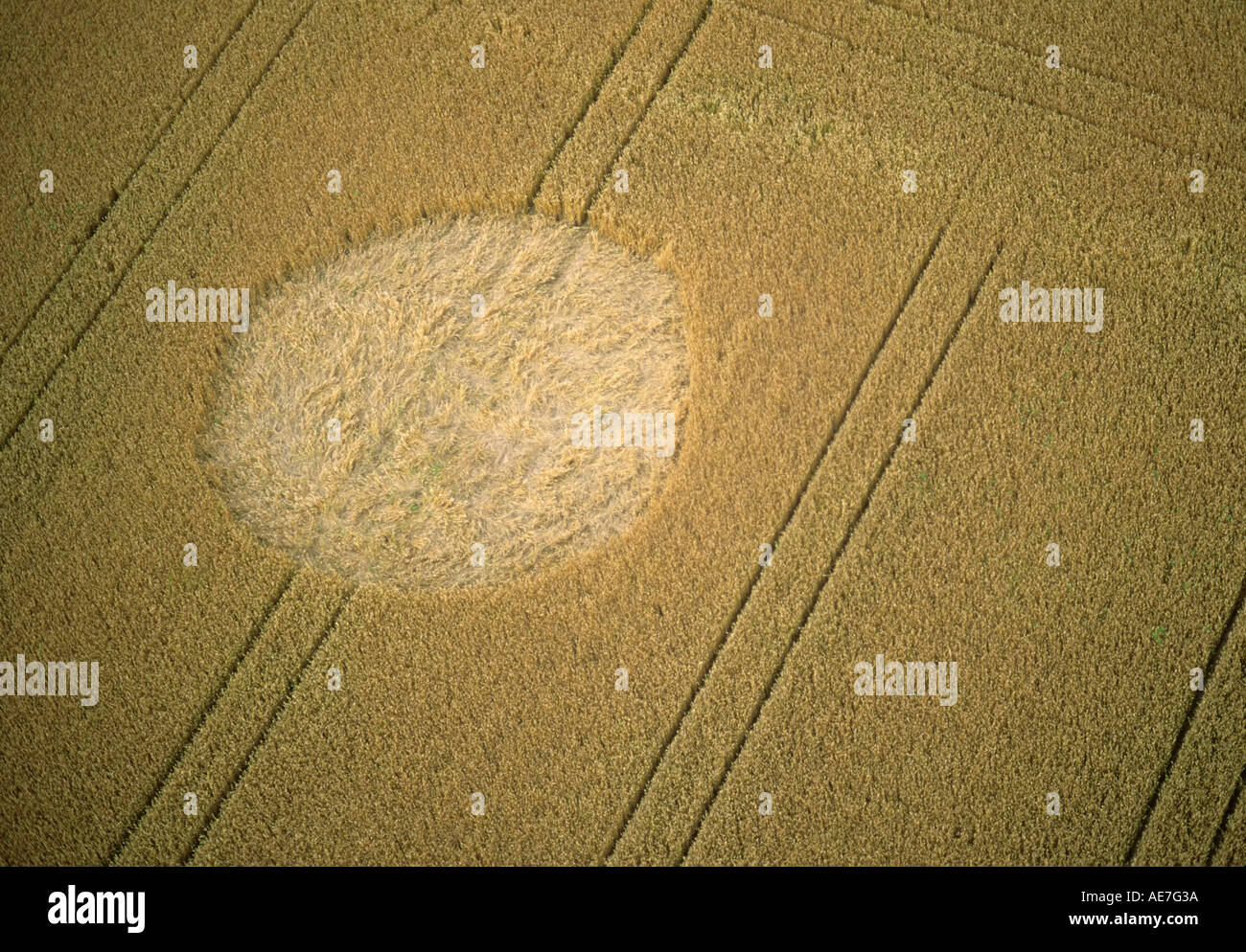 Crop Circle in adwell à Cornard Tye juste à l'Est de Sudbury Suffolk 1990 Banque D'Images