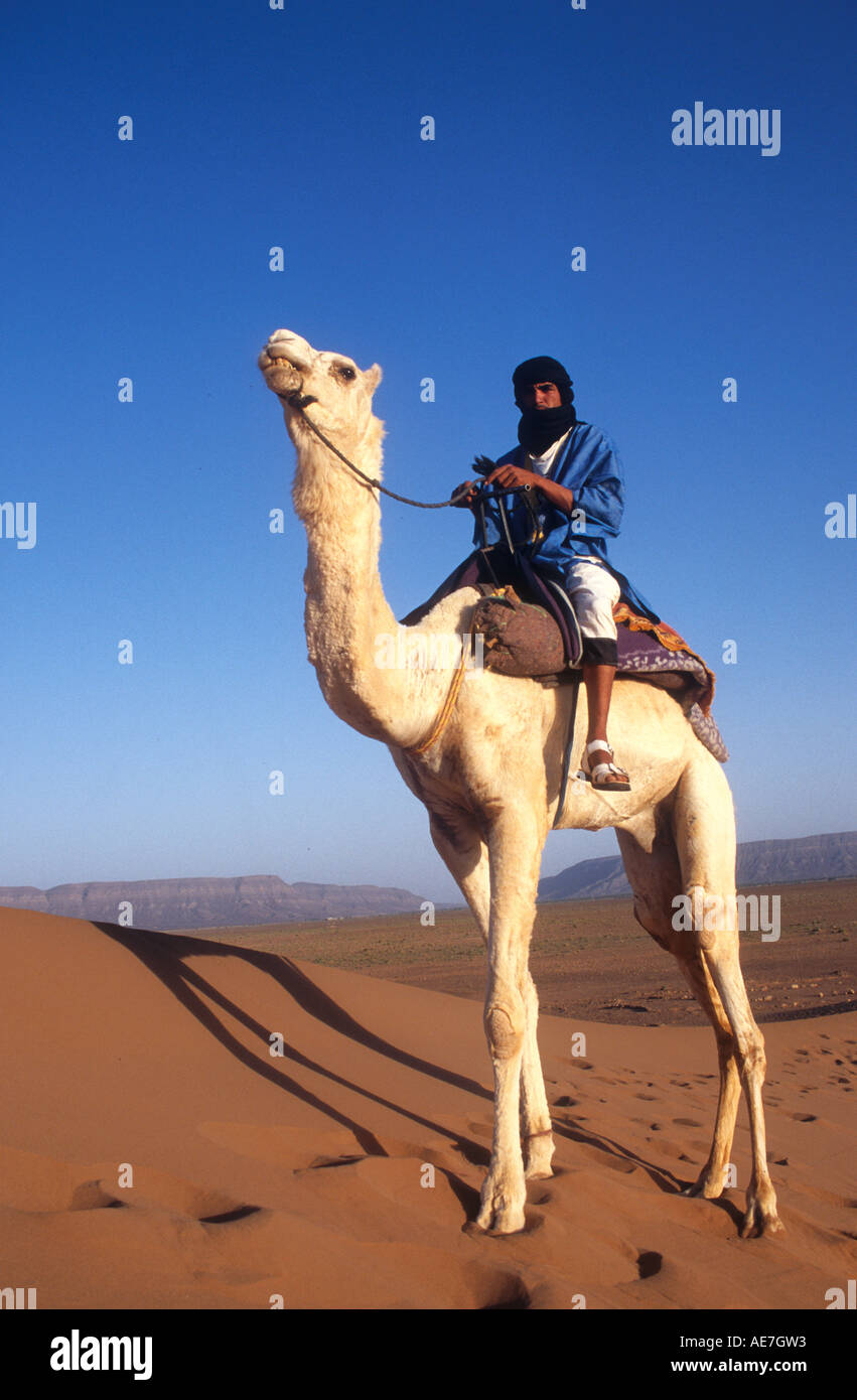 Le touareg,Chameau désert du Sahara, Tinfou,Maroc,Afrique Banque D'Images