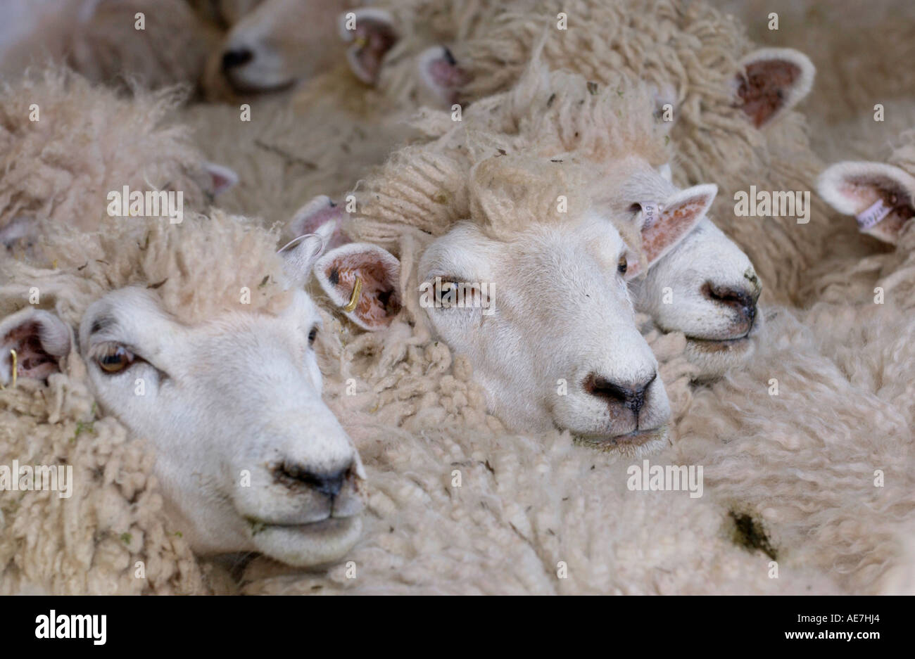 La NOUVELLE ZELANDE Romneys moutons sur les hautes terres Hill Farm dans le parc national de Brecon Beacons près de Hay on Wye Powys Pays de Galles UK Banque D'Images