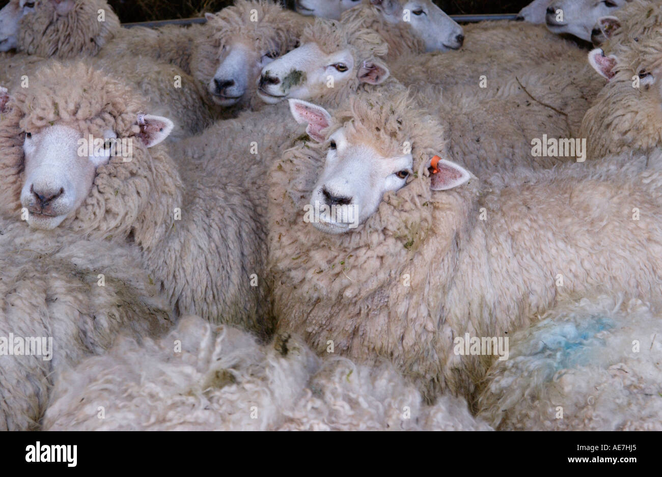 La NOUVELLE ZELANDE Romneys moutons sur les hautes terres Hill Farm dans le parc national de Brecon Beacons près de Hay on Wye Powys Pays de Galles UK Banque D'Images