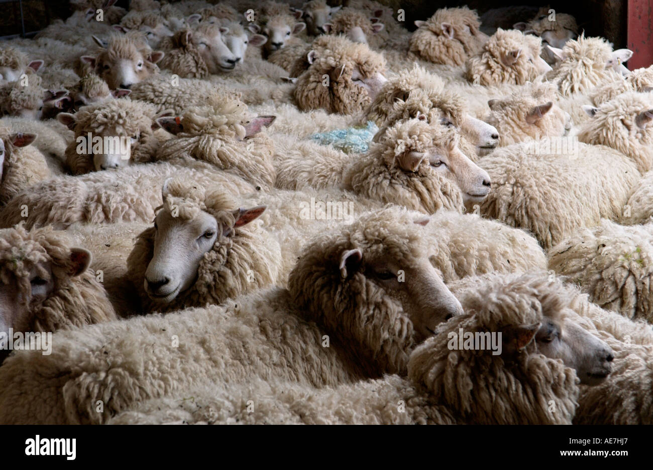 La NOUVELLE ZELANDE Romneys moutons sur les hautes terres Hill Farm dans le parc national de Brecon Beacons près de Hay on Wye Powys Pays de Galles UK Banque D'Images