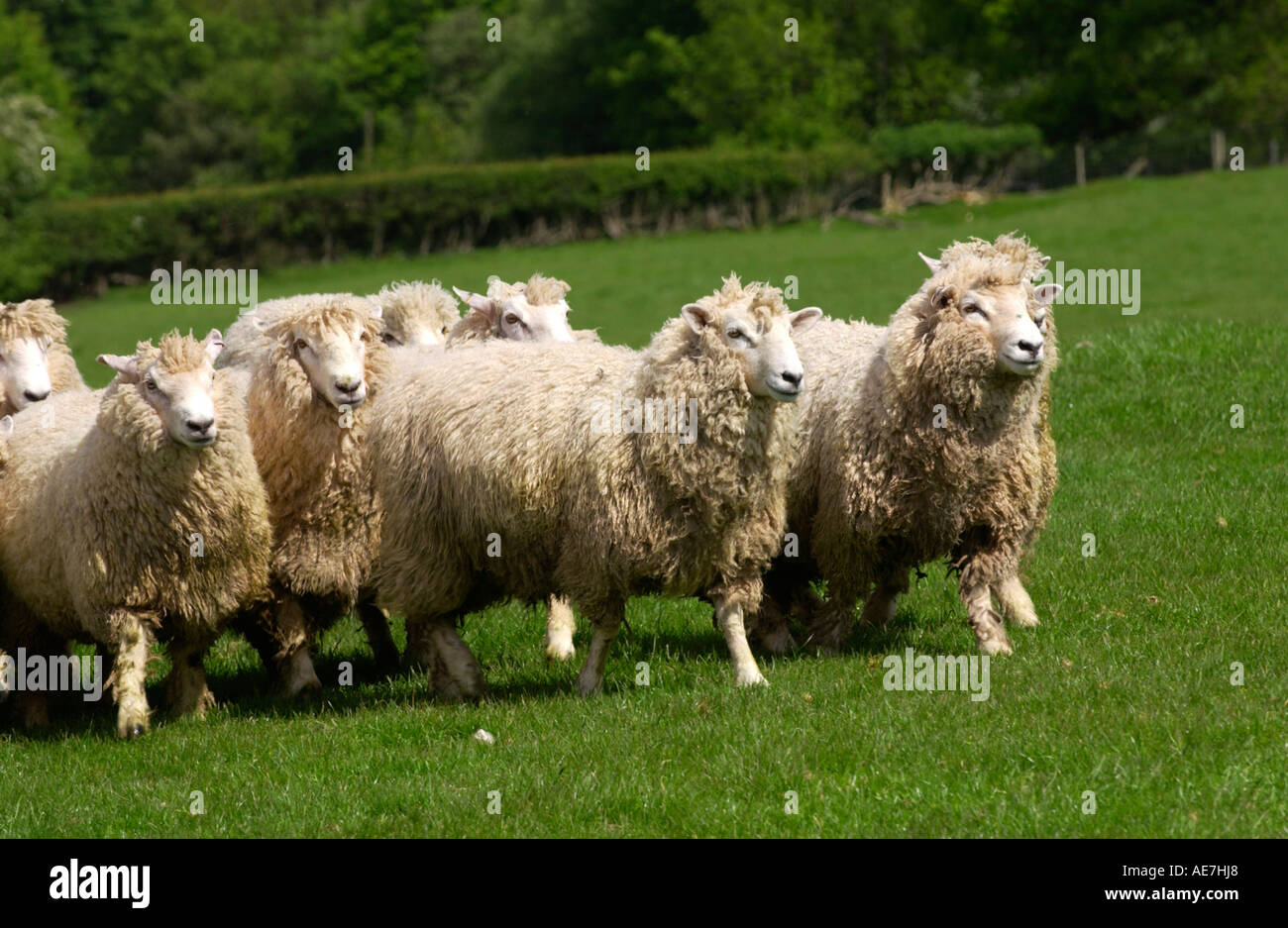 La NOUVELLE ZELANDE Romneys moutons sur les hautes terres Hill Farm dans le parc national de Brecon Beacons près de Hay on Wye Powys Pays de Galles UK Banque D'Images