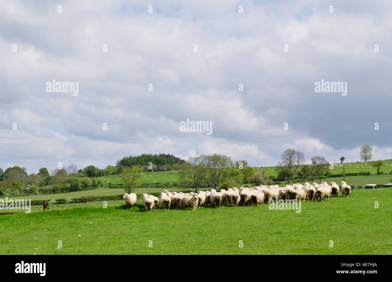 La NOUVELLE ZELANDE Romneys moutons sur les hautes terres Hill Farm dans le parc national de Brecon Beacons près de Hay on Wye Powys Pays de Galles UK Banque D'Images