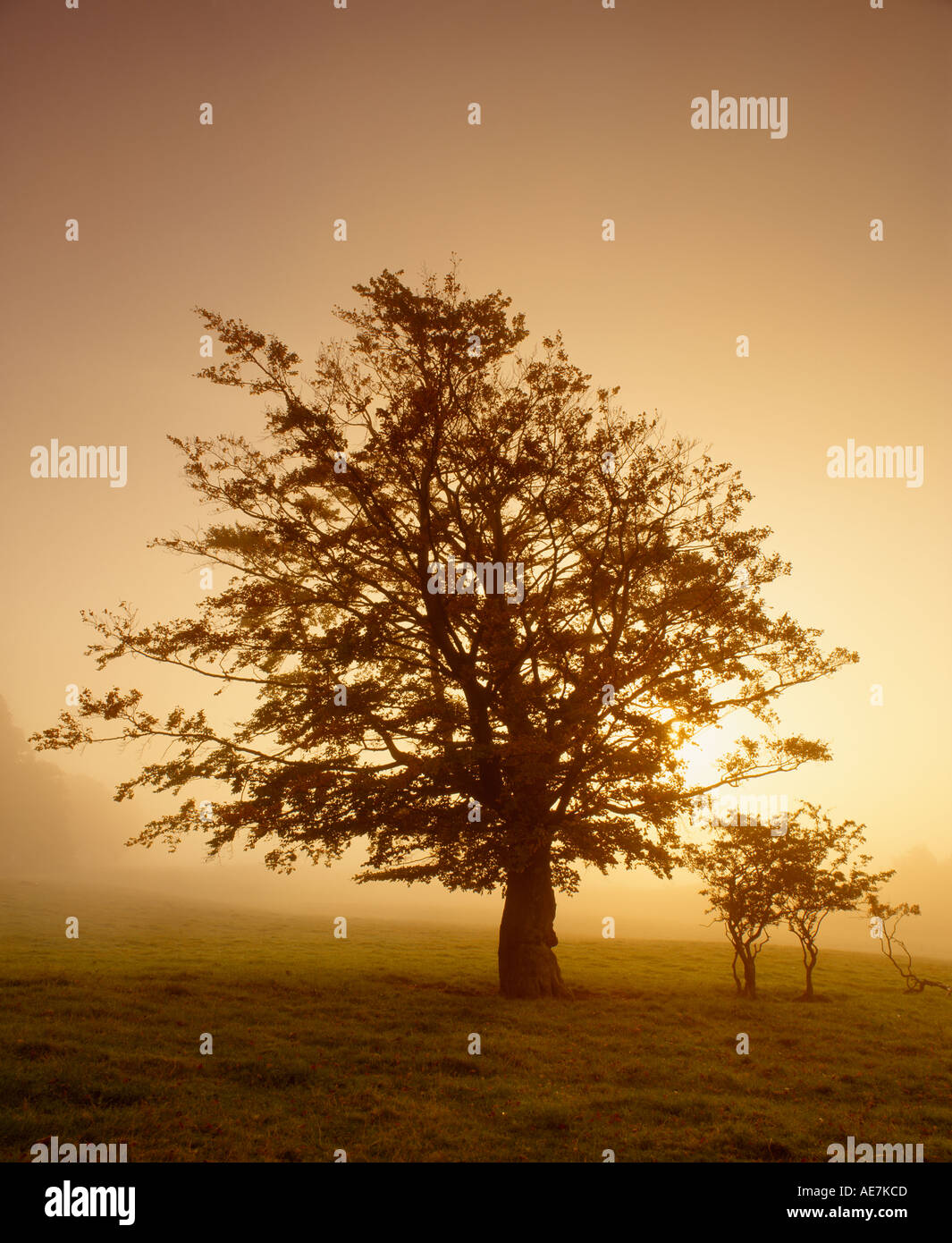 La silhouette des arbres dans la brume contre soleil levant Drymen Stirling en Écosse Banque D'Images