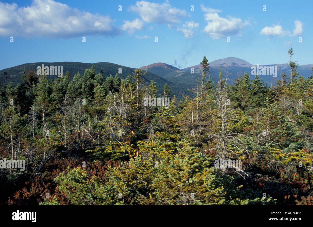 Une altitude élevée sur la forêt boréale Mount Jackson le mont Washington et le sud de l'Presidentials sont dans la distance Banque D'Images