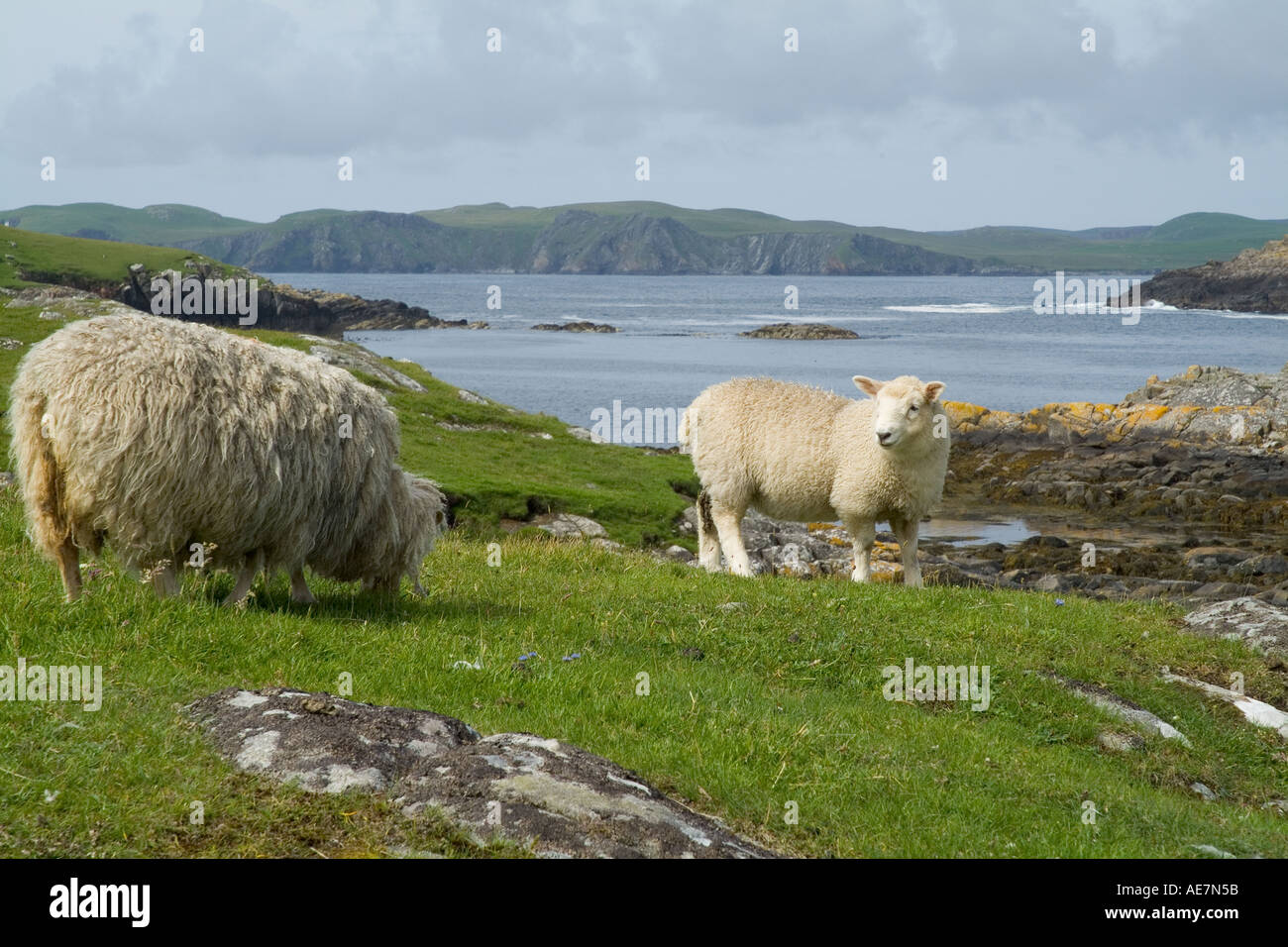 dh Nibon GUNNISTER SHETLAND Shetland agneau regardant la mère mouton sur les côtes rocheuses l'agriculture de terre de brebis graze les îles éloignées de l'écosse Banque D'Images