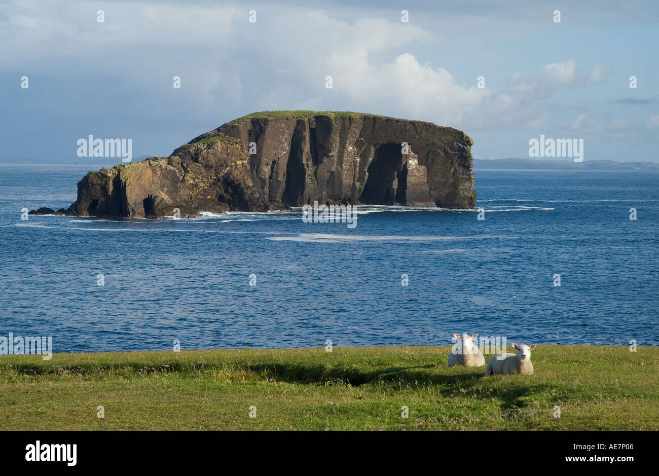 dh Dore Holm ESHA NESS SHETLAND moutons Shetland agneaux assis au sommet de la falaise, voûte naturelle unihabitate basalte rock shetlands mer îles stack ecosse Banque D'Images