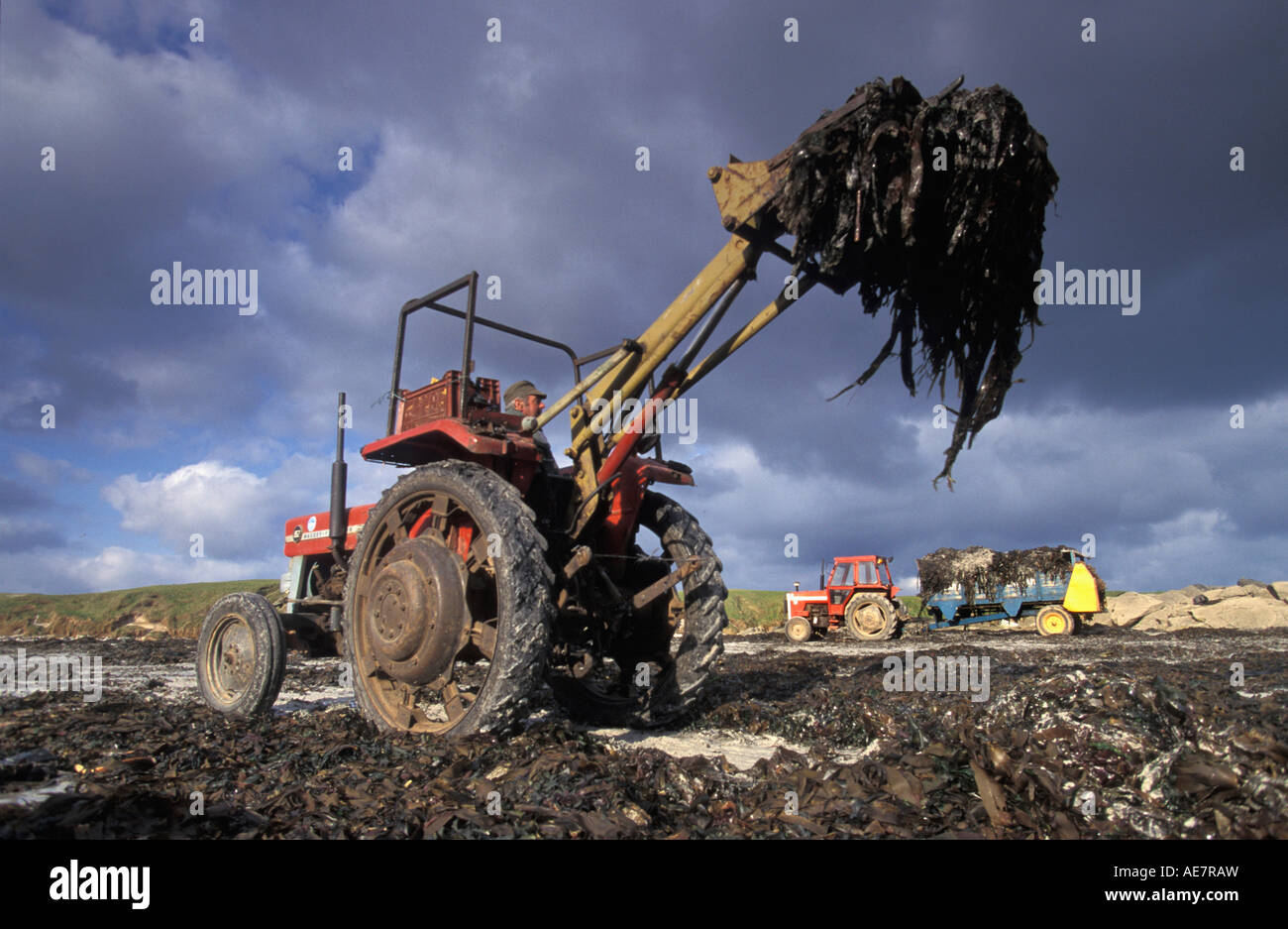 France, Bretagne, île de Batz, à marée basse, agriculteur obtient les algues de la mer. Banque D'Images