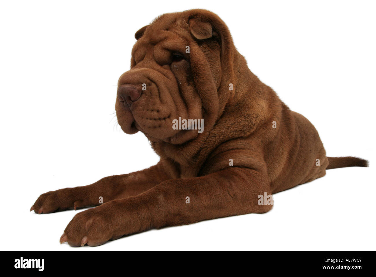 Shar Pei, Chinois Shar-Pei (Canis lupus f. familiaris), le mensonge Banque D'Images
