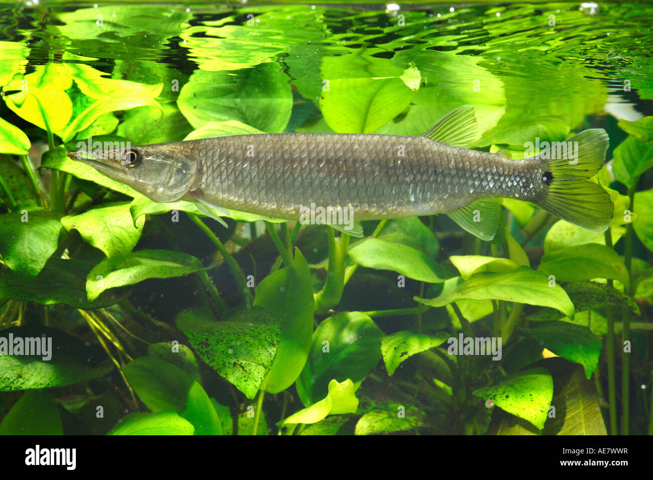 Characin Brochet Africain