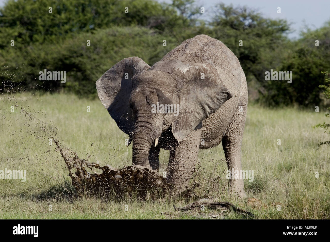 L'éléphant africain (Loxodonta africana), jeune éléphant dans un bain de boue, Namibie, Etosha NP Banque D'Images