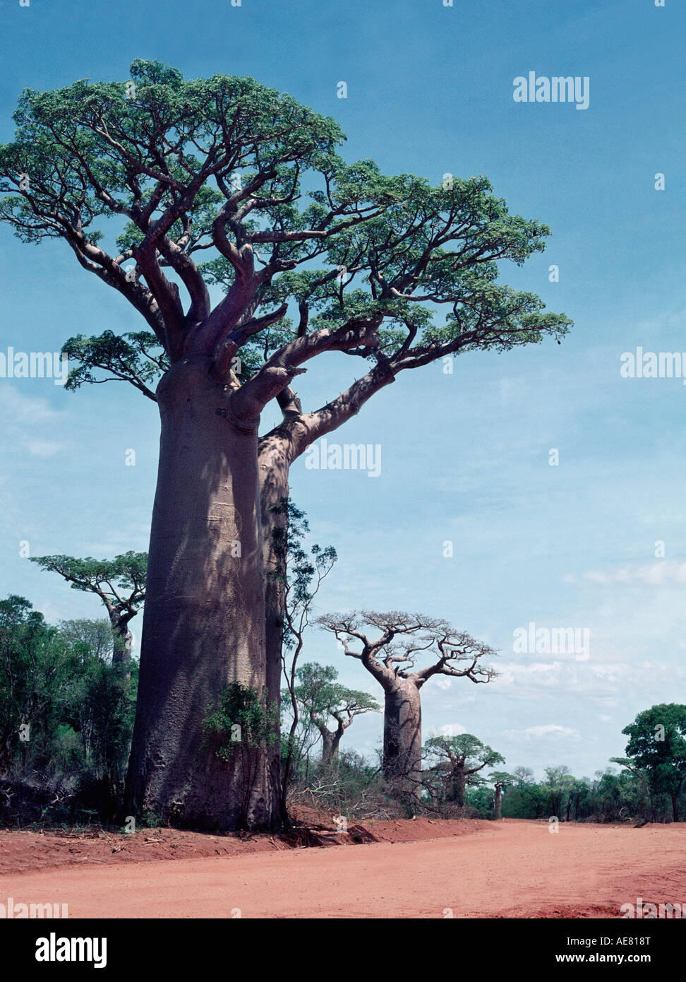 Baobab (Adansonia grandidieri) Banque D'Images