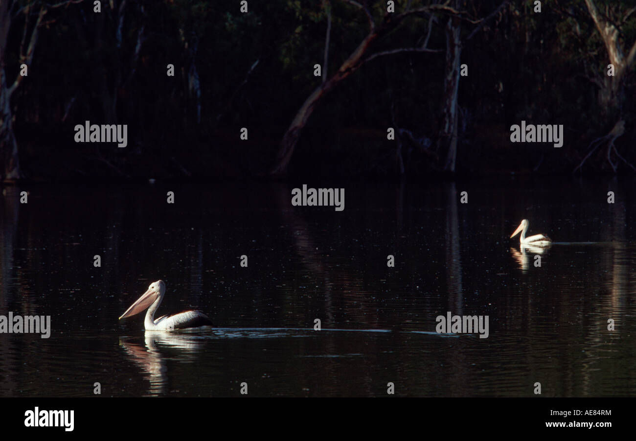 Australian pelican Banque D'Images
