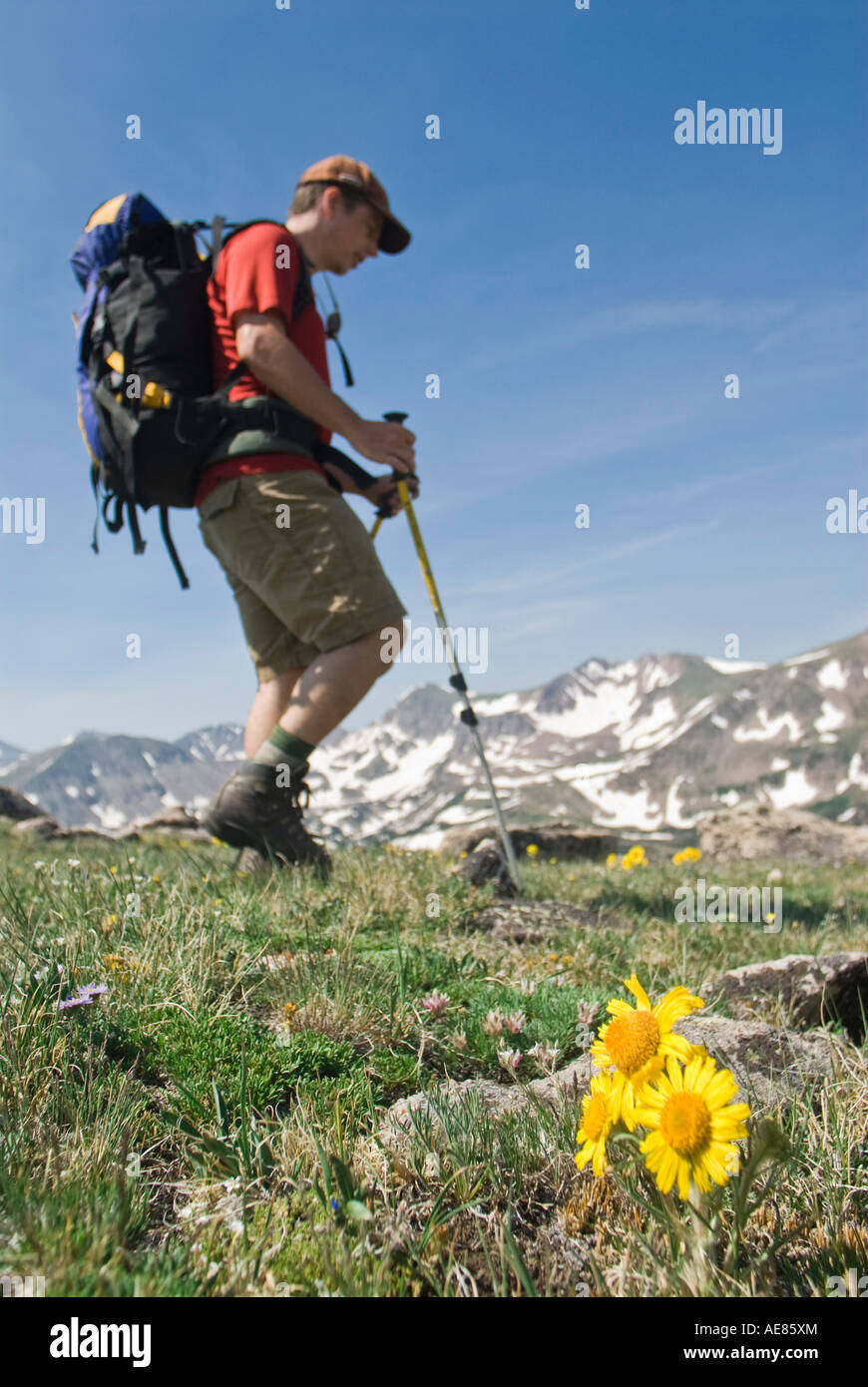 Balades randonneur passé un peu de jaune fleurs alpines dans les montagnes Banque D'Images