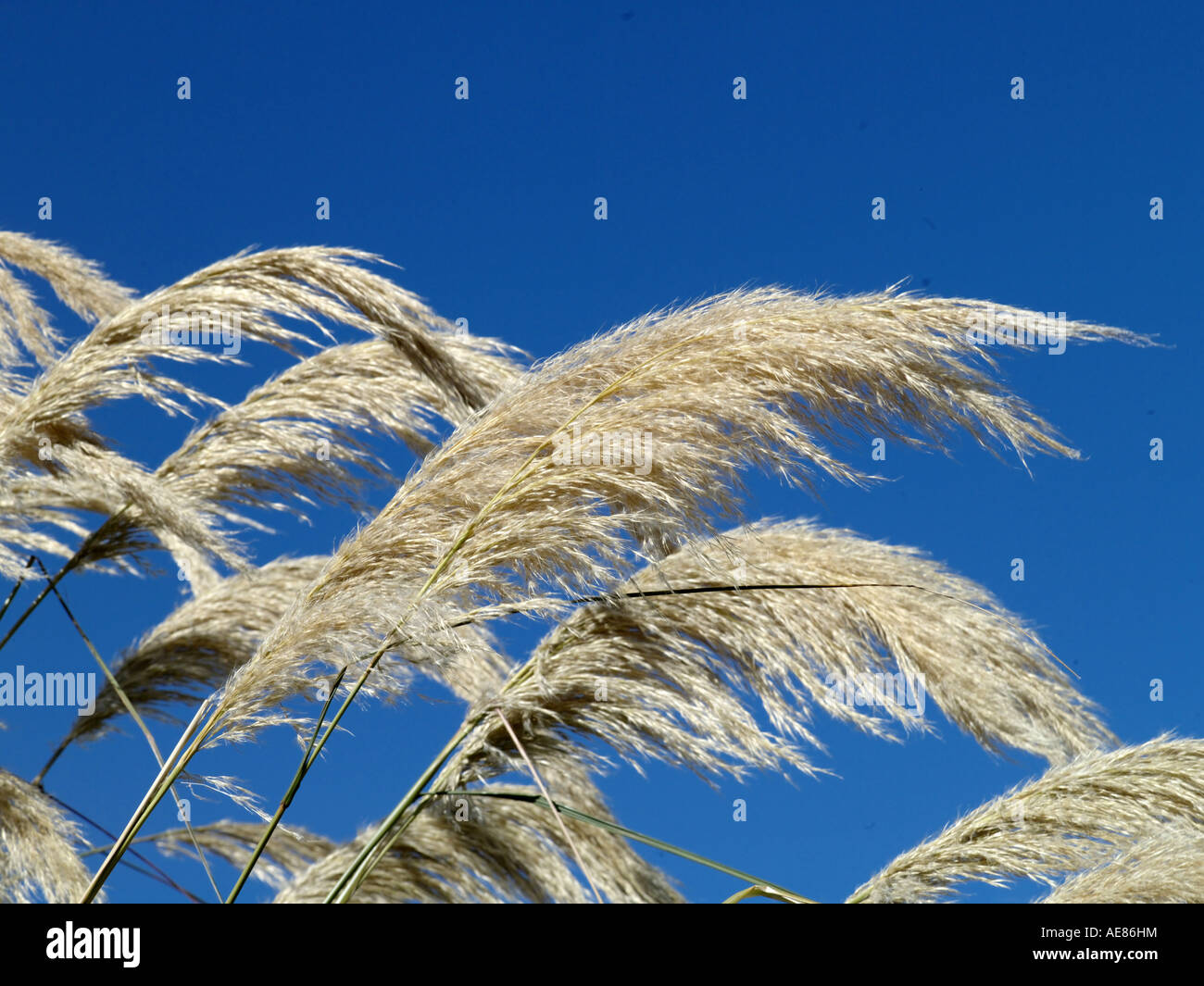 Pampas grass flora fauna Banque de photographies et d'images à haute  résolution - Alamy