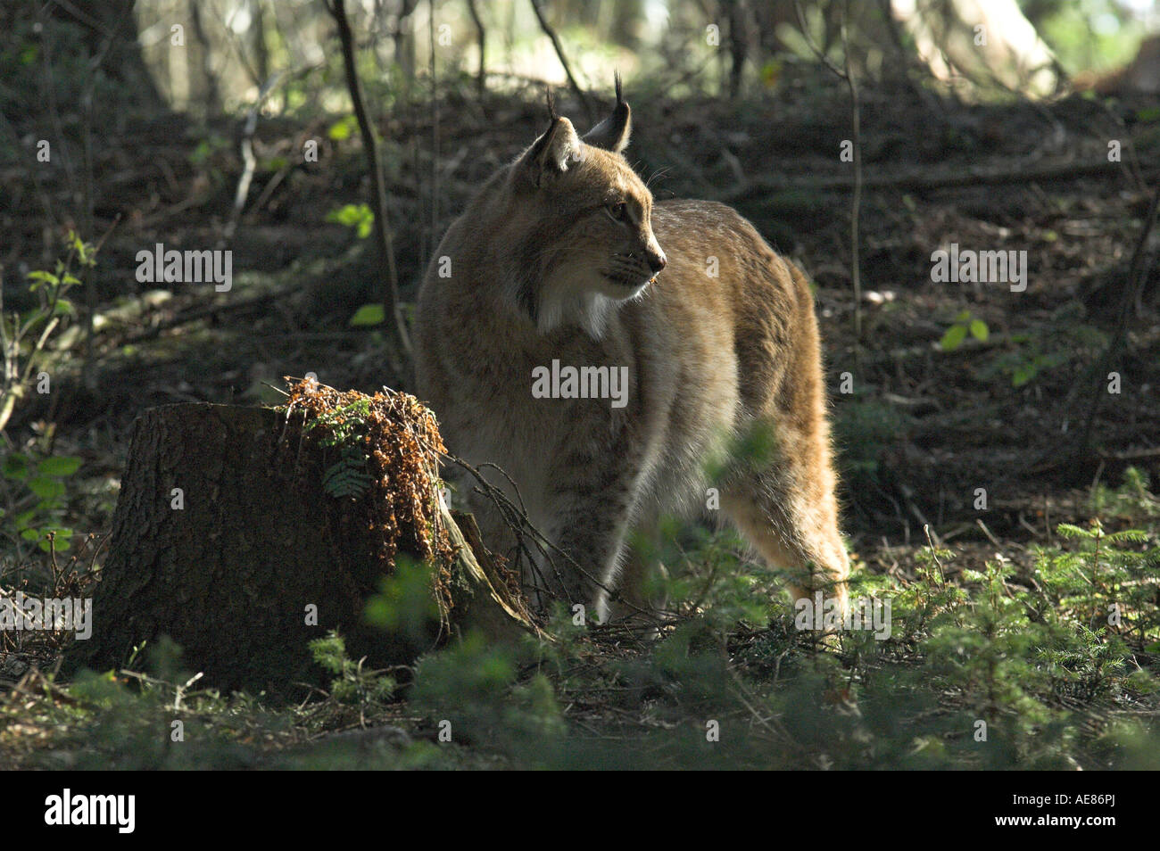 Felis lynx Lynx eurasien des profils dans la forêt d'épinettes West Bohemia République Tchèque Printemps Banque D'Images