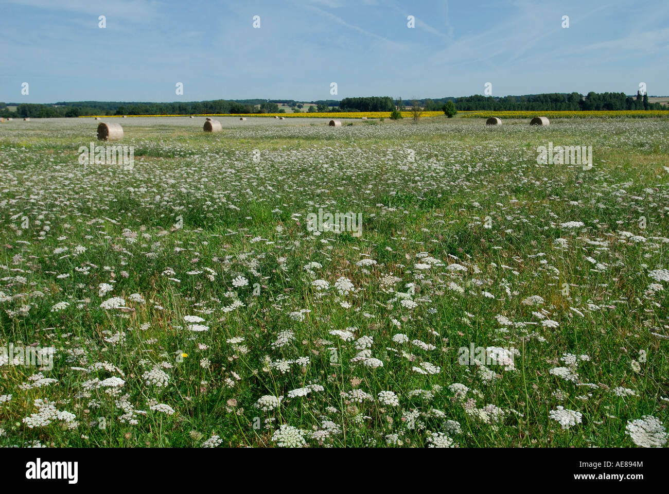 Balle de paille rond dans le champ d'Umbellifers, Indre-et-Loire, sud Touraine, France. Banque D'Images