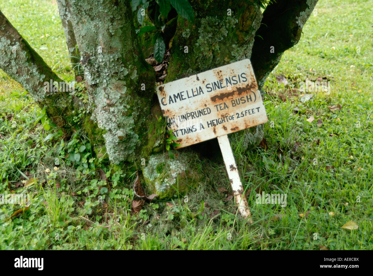 Un conseil au pied d'une exemple de Thé Camellia Sinensis ou usine à Kericho Kenya Afrique de l'Est Banque D'Images
