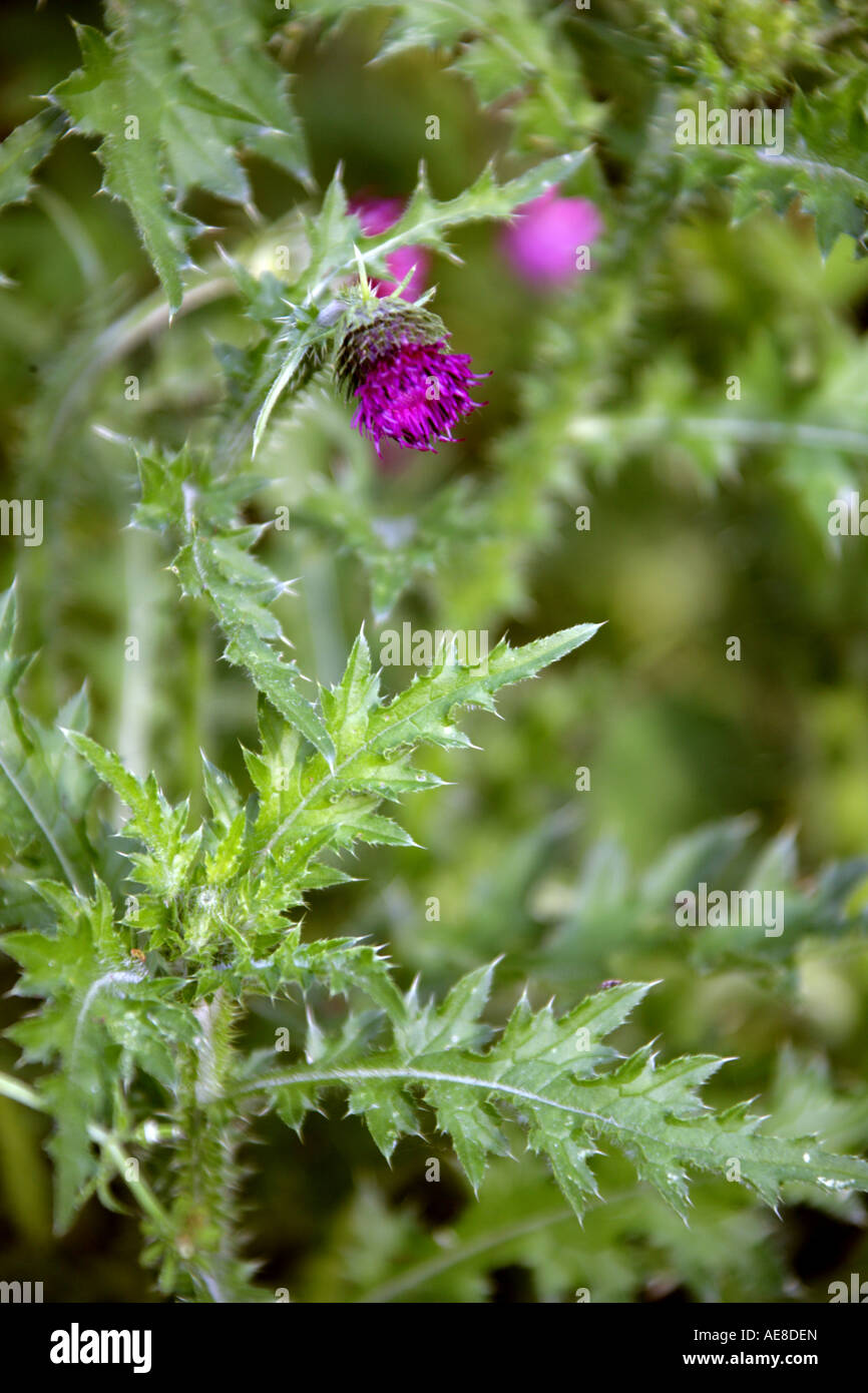 Thistle Carduus nutans, musqué, de la famille des Astéracées. Banque D'Images