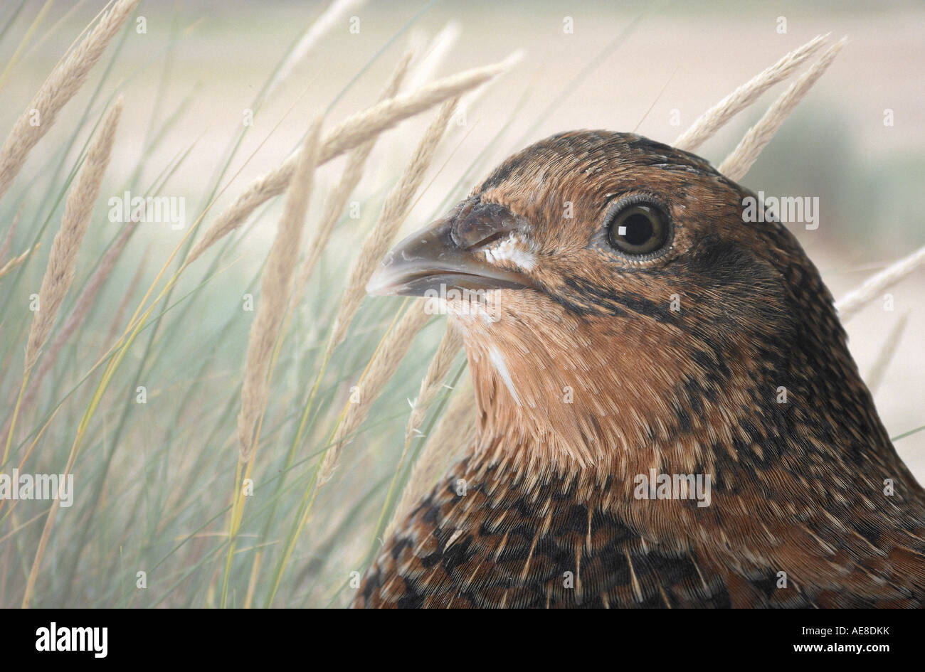 Close up de cailles contre l'herbe haute Banque D'Images
