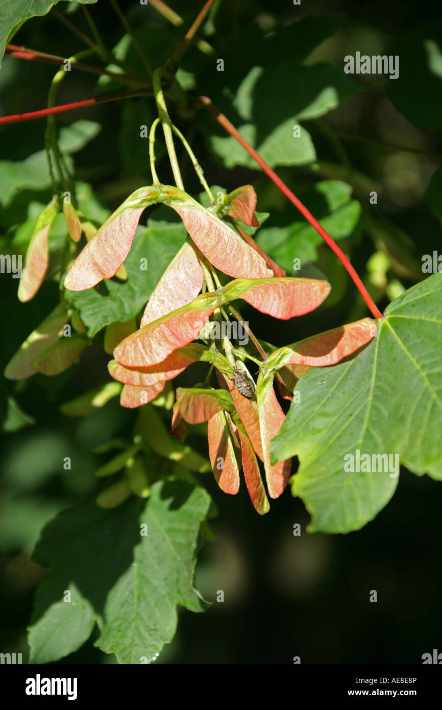 Sycamore Tree Seeds, Acer pseudoplatanus Banque D'Images