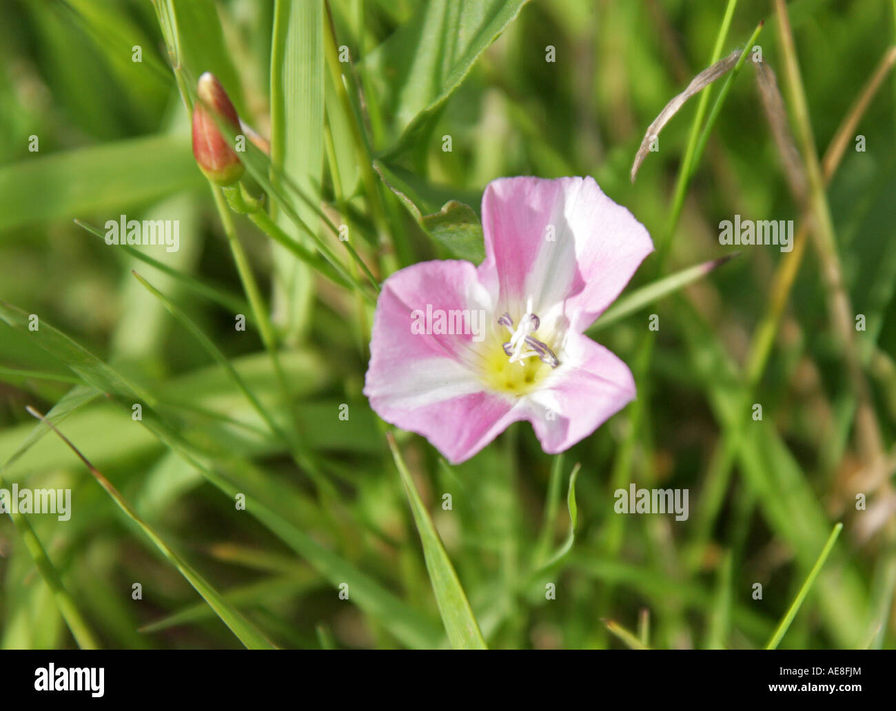 Le liseron des champs Convolvulus arvensis Convolvulaceae Banque D'Images