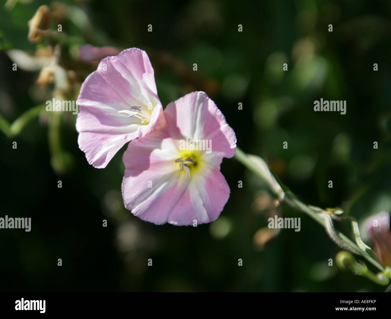 Le liseron des champs Convolvulus arvensis Convolvulaceae Banque D'Images