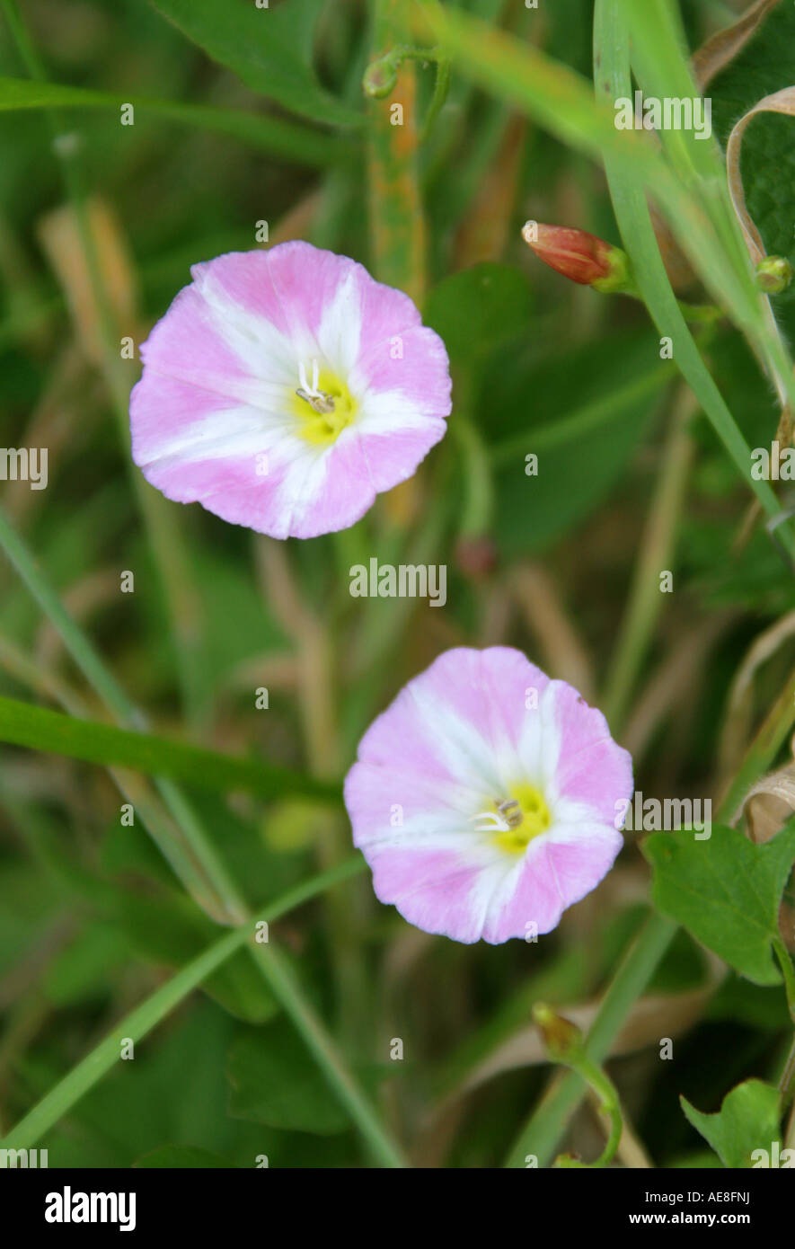 Le liseron des champs Convolvulus arvensis Convolvulaceae Banque D'Images
