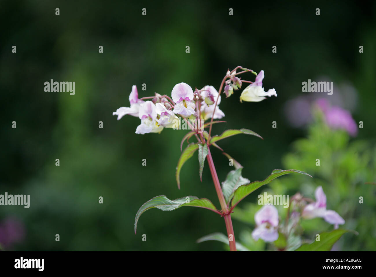 Balsamine de l'himalaya Impatiens glandulifera Balsaminaceae Banque D'Images