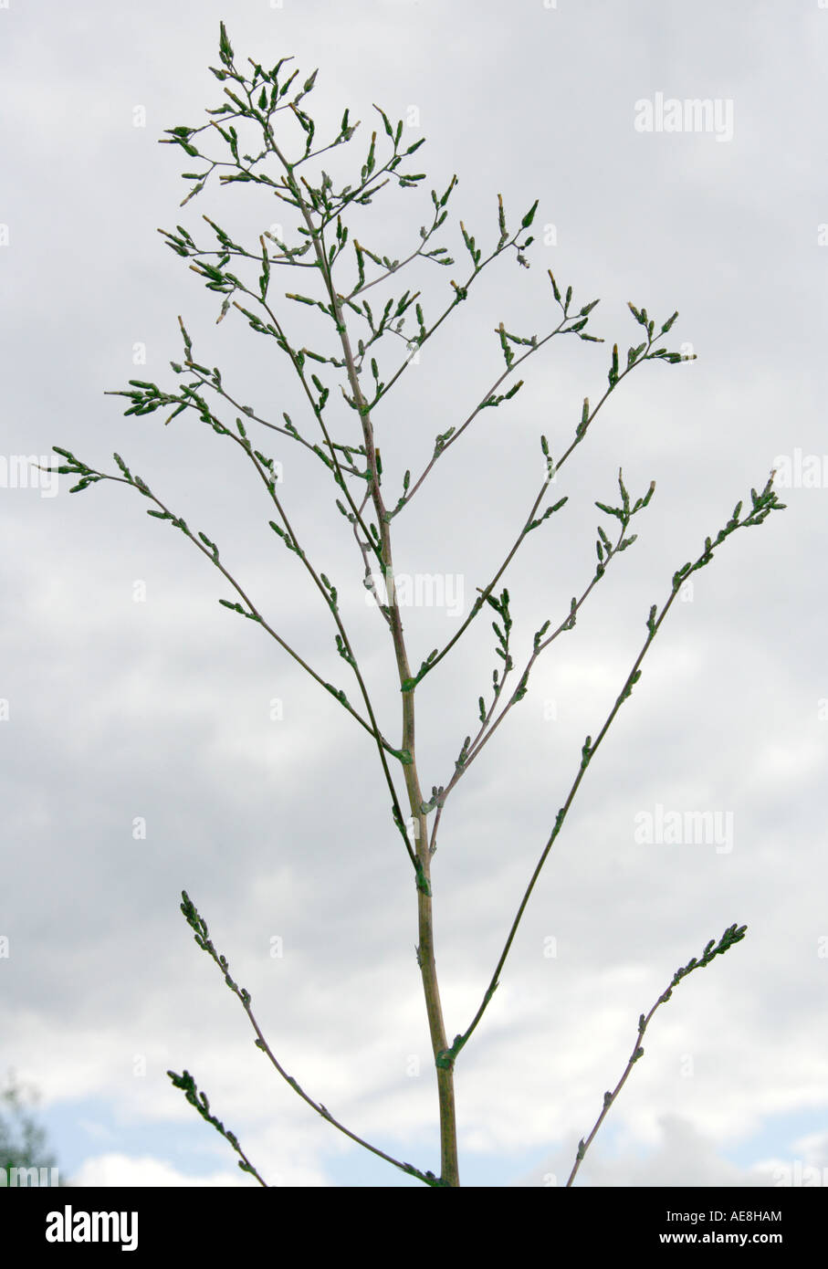 Laitue, Lactuca serriola, Asteraceae, composées Banque D'Images