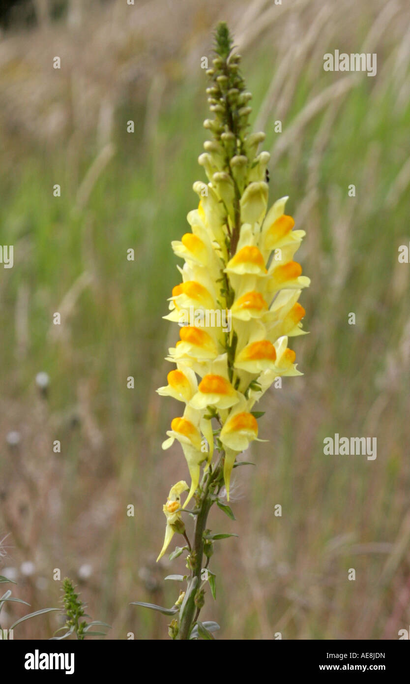 La linaire commune Linaria vulgaris Scrophulariaceae Banque D'Images
