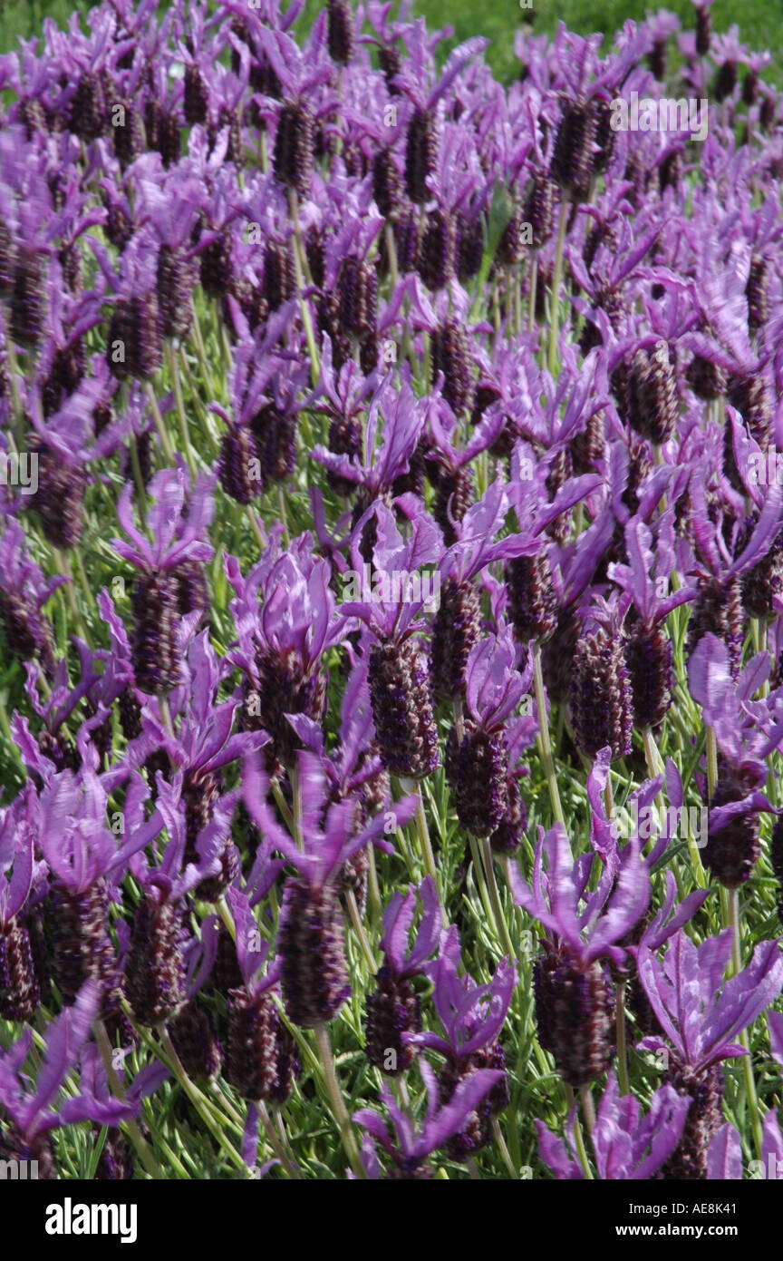 Français La lavande papillon Lavandula stoechas papilon Banque D'Images