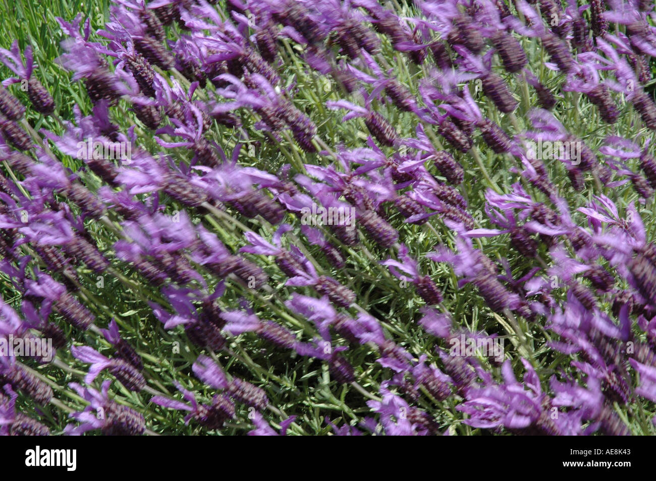 Français La lavande papillon Lavandula stoechas papilon Banque D'Images