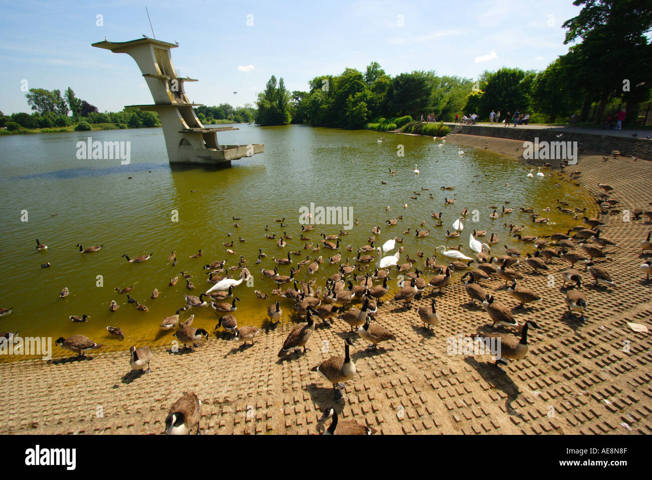 Coate Water Country Park Lake et plongeoir Swindon Wiltshire Banque D'Images