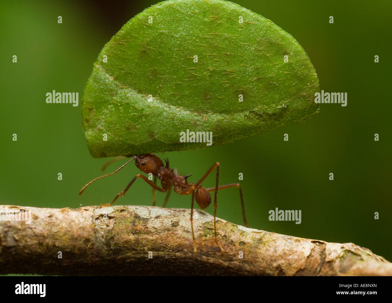 Coupeuses de feuilles feuille comptable ANT Banque D'Images Coupeuses de feuilles feuille comptable ANT Banque D'Images