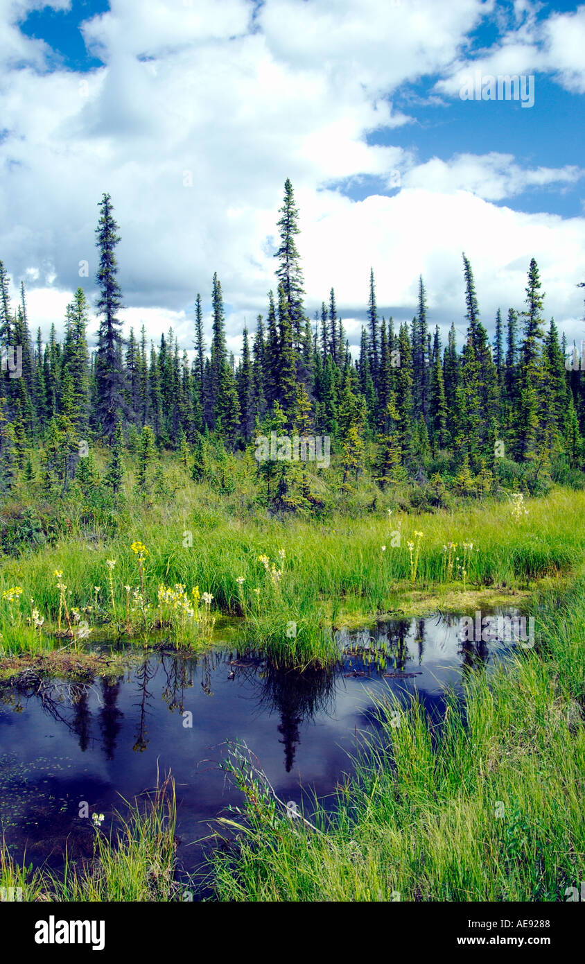 Marais et tourbières subarctiques de pins le long de la Glenn Highway en Alaska Banque D'Images