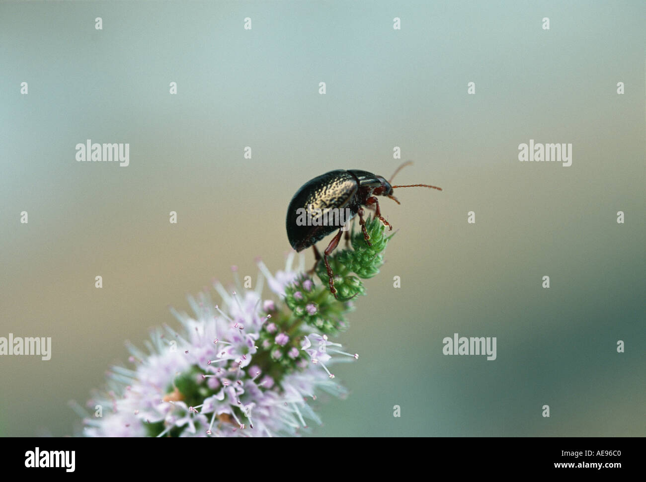 Chrysolina Menthastri Mint leaf beetle Banque D'Images