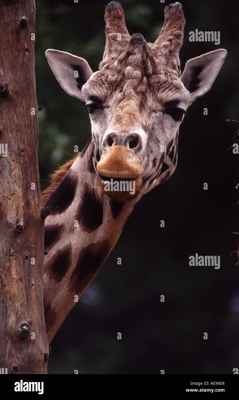 Girafe Girafe (Giraffa camelopardalis) est un mammifère ongulé à longs doigts même, le plus grand animal terrestre vivant Banque D'Images