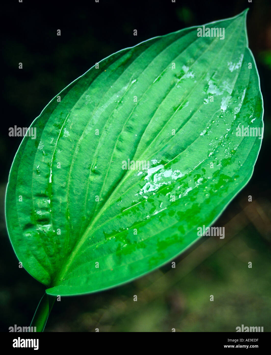 Vue rapprochée d'un feuille d'Hosta avec gouttelettes d'eau sur la surface Banque D'Images