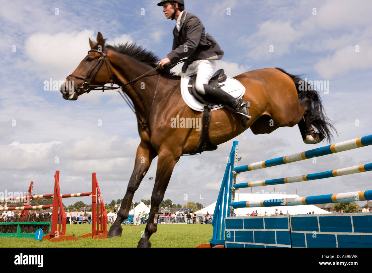 Cheval qui saute Banque de photographies et d’images à haute résolution