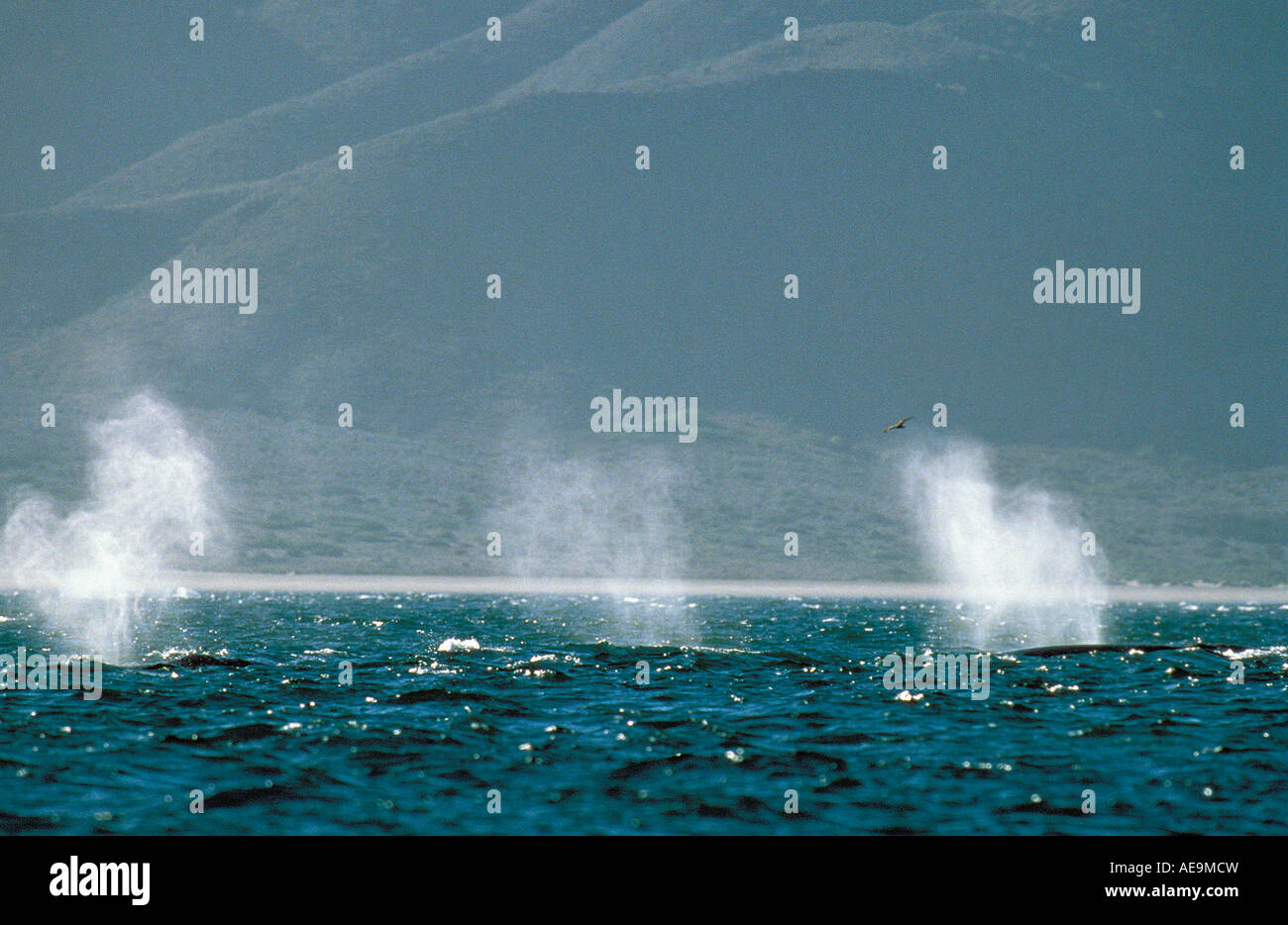 Baleine grise Eschrichtius robustus Baleine grise Eschrichtius gibbosus school qui souffle sur la surface Banque D'Images