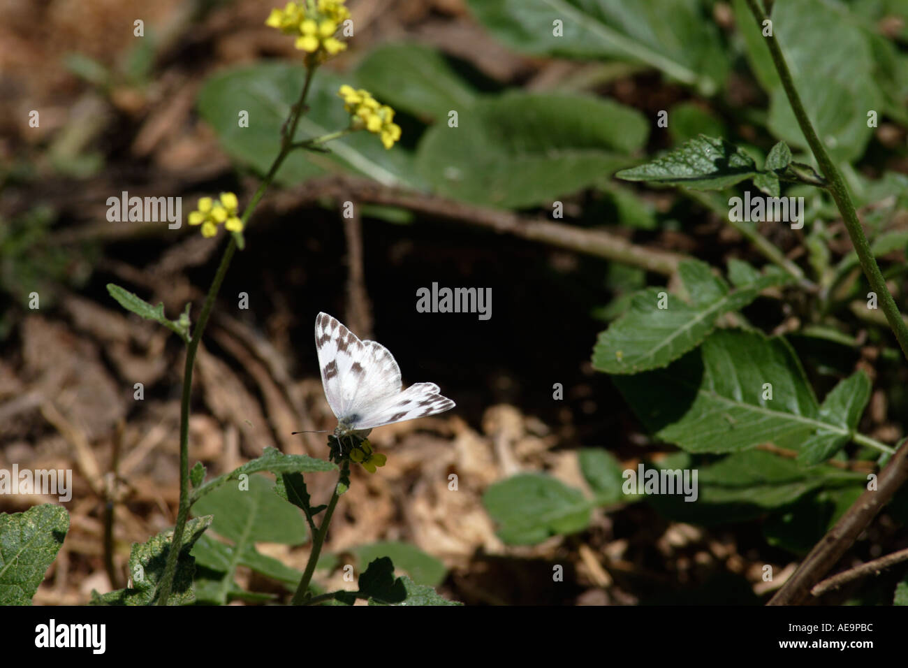 Papillon blanc commun Banque D'Images