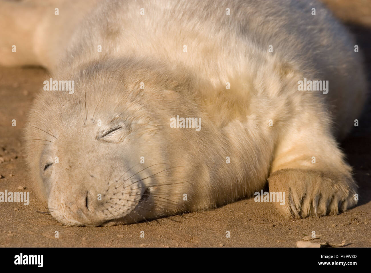 Les jeunes phoques gris (Halichoerus grypus) pup sleeping on beach Banque D'Images