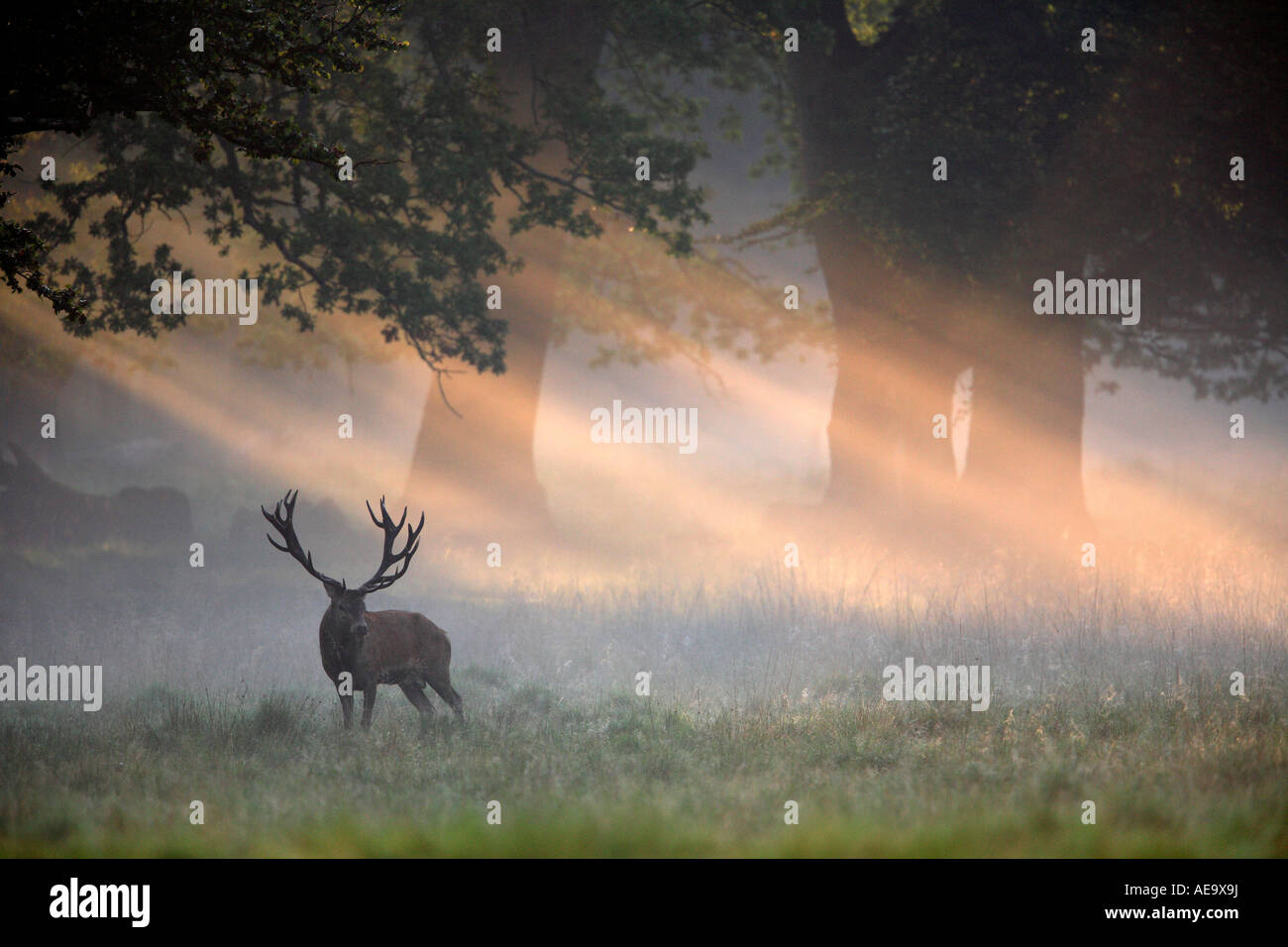 Red Deer (Cervus elaphus) stag, durant le rut dans la brume du matin Banque D'Images