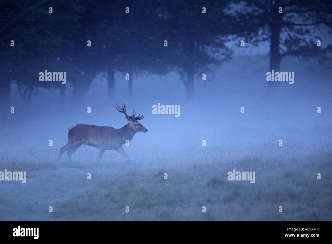 Red Deer (Cervus elaphus), les jeunes stag en brouillard tôt le matin Banque D'Images