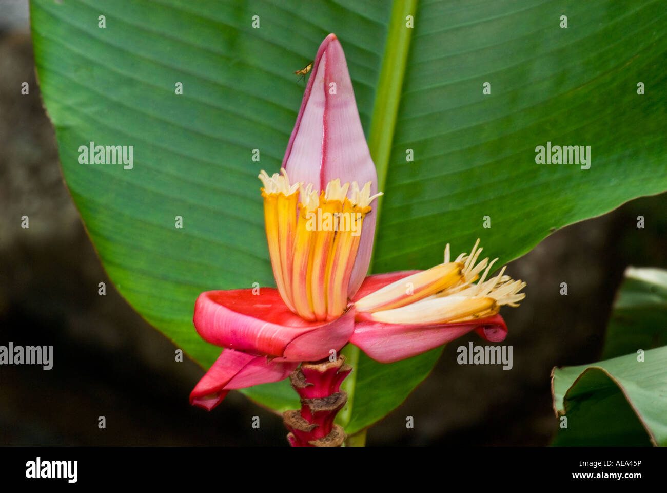Fleur de bananier sauvage à Fidji, îles du Pacifique Sud de la mer de Southsea désert sauvage forêt tropicale à l'abaca Fidschi Banque D'Images