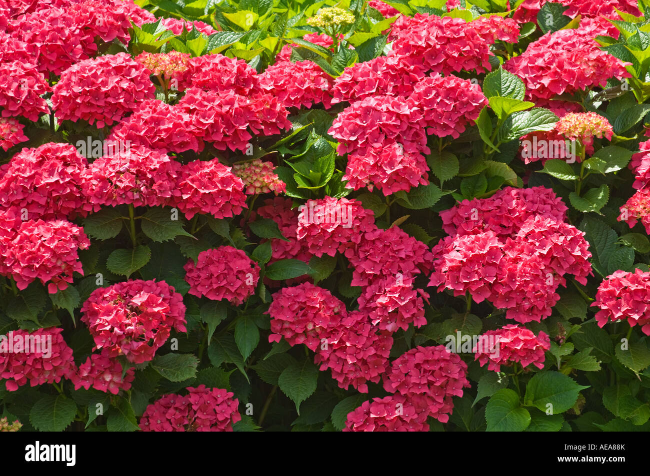 Hortensia Hortensia rouge Hortensie bush flowerheads jardin fleur rouge brillant super rouge feu Banque D'Images